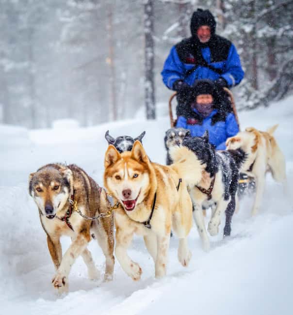 Rovaniemi: Husky Sled Ride and Farm Visit - Why This Rovaniemi Husky Sled Ride Fits Real Travel Schedules