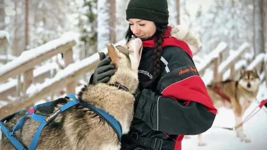 Rovaniemi: Husky Sled Ride and Farm Visit - Should You Book This Husky Sled Ride in Rovaniemi?