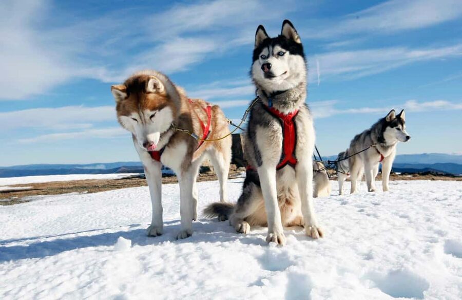 Rovaniemi: Husky Sled Ride and Farm Visit - Husky Farm Visit: Cuddles, Photos, and How Training Actually Works