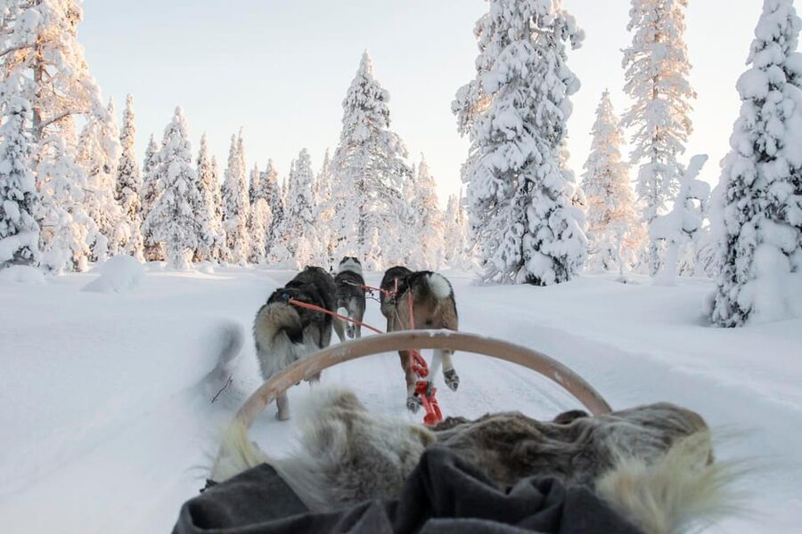 Rovaniemi: Husky Sled Ride and Farm Visit - Warm Up in the Heated Hut: Hot Drinks, Cookies, and Calm Time