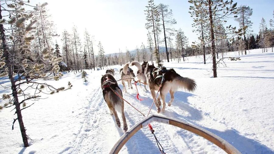 Rovaniemi: Husky Sled Ride and Farm Visit - Price and Value: Is 117 USD Fair for What You Get?