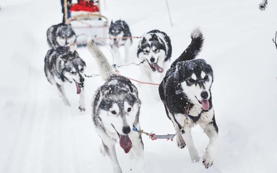 Rovaniemi: Husky Sled Ride and Farm Visit - The 2-Hour Timeline: Drive, Safety Briefing, Short Sled Ride