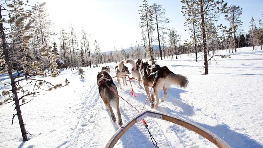 Rovaniemi: Husky Sled Ride with Hotel Transfer - The Heated Hut Break: Hot Drink, Cookies, and Husky Life