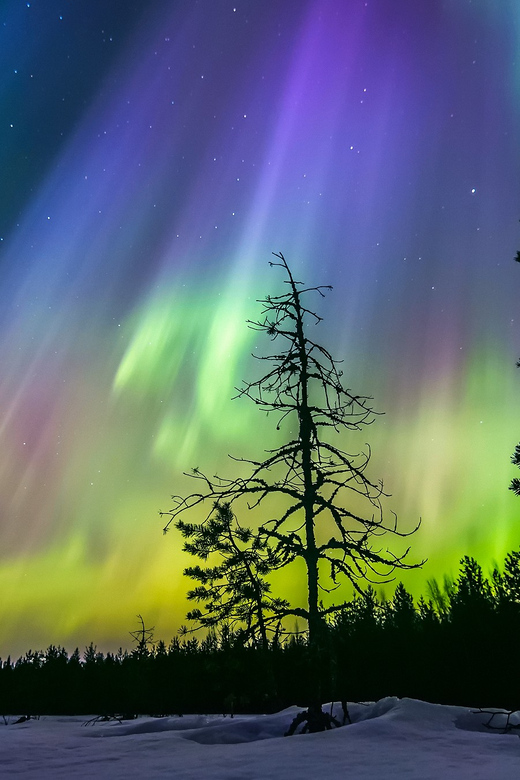 Rovaniemi: Ice Floating in Forest Lake with Aurora Borealis - Who This Tour Fits Best in Lapland