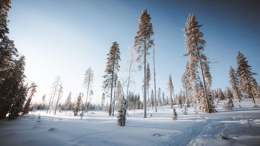 Rovaniemi: Lapland Ski Trekking Safari - Halfway Break: Finnish Campfire Snacks in Winter Comfort