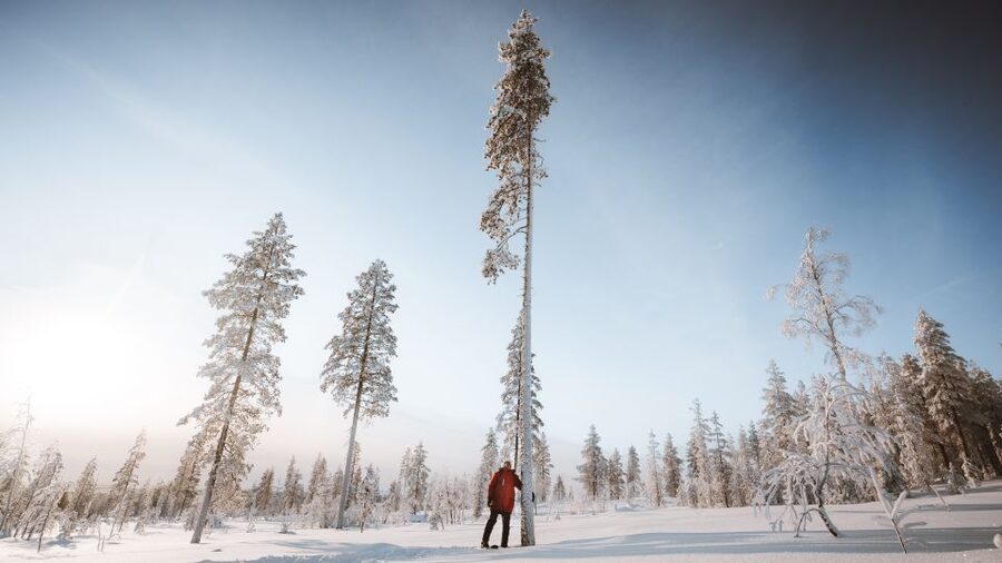 Rovaniemi: Lapland Ski Trekking Safari - Views, Photo Stops, and Little Nature Clues