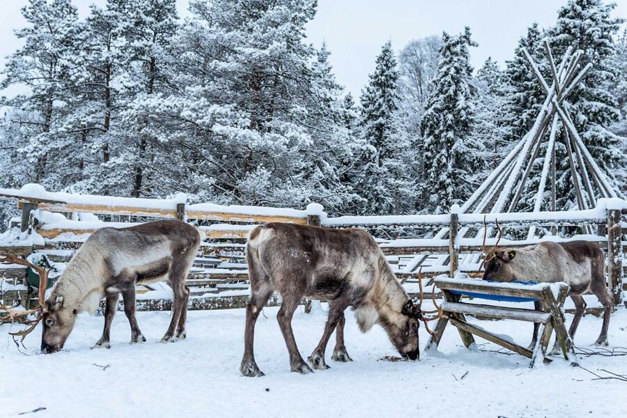 Rovaniemi: Local Reindeer Farm Visit with Sleigh Ride - Key things to know before you go