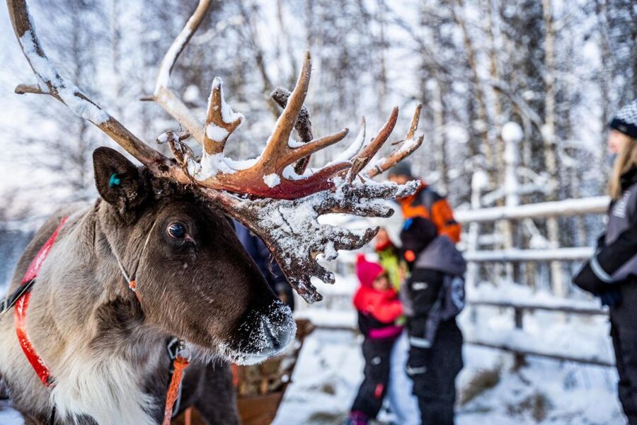Rovaniemi: Local Reindeer Farm Visit with Sleigh Ride - Rovaniemi reindeer farm tour: what makes it feel special