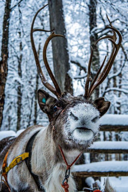Rovaniemi: Local Reindeer Farm Visit with Sleigh Ride - Stories about reindeer herding in northern Finland