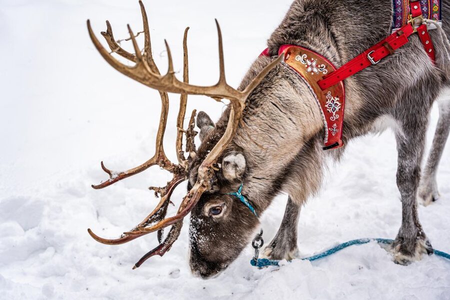 Rovaniemi: Local Reindeer Farm Visit with Sleigh Ride - Pickup and the drive out of Rovaniemi (why it affects your timing)
