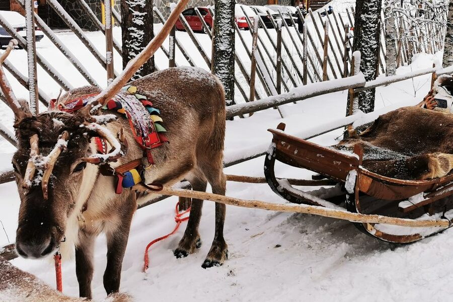 Rovaniemi: Meet Santa Claus, Reindeer Sleigh Ride & Huskies - Timing and queues, how guides make or break the day