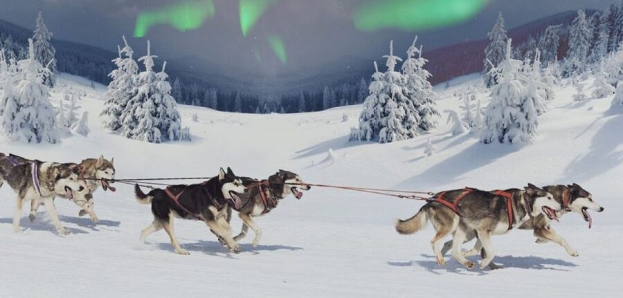 Rovaniemi: Northern Lights and Husky Sleigh Ride - Key Things You’ll Notice on This Rovaniemi Night