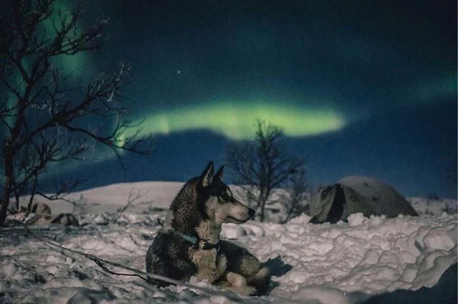 Rovaniemi: Northern Lights and Husky Sleigh Ride - Warming Breaks Under the Stars: Hot Blueberry Juice Does Its Job