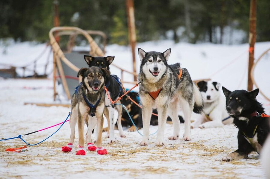 Rovaniemi: One Hour Husky Experience - Key Things You’ll Notice on This Husky Experience