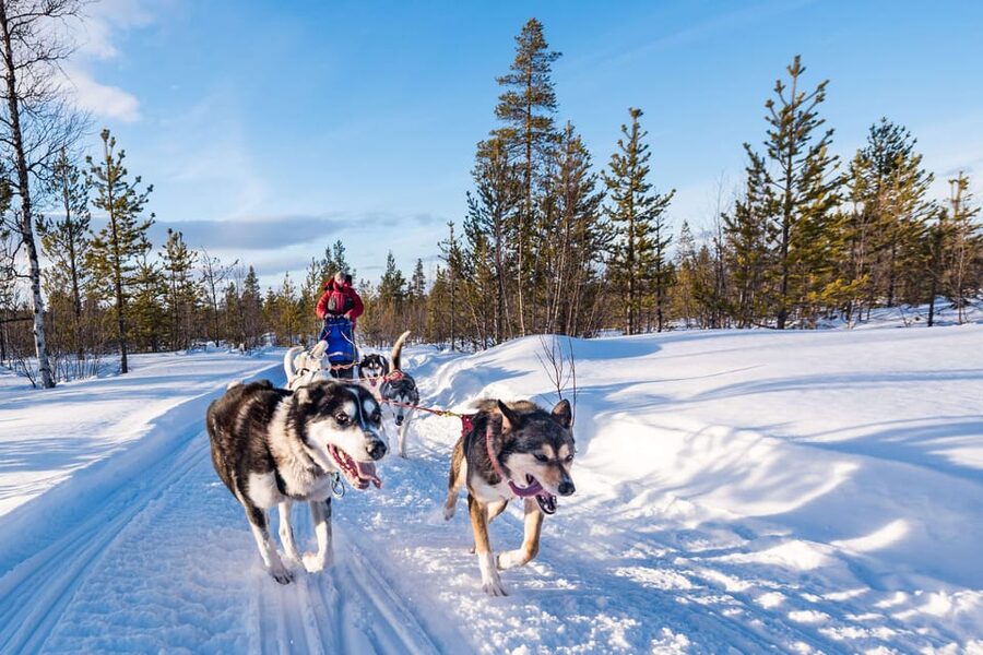 Rovaniemi: One Hour Husky Experience - H2: Getting Picked Up in Central Rovaniemi (Then Letting Someone Else Drive)