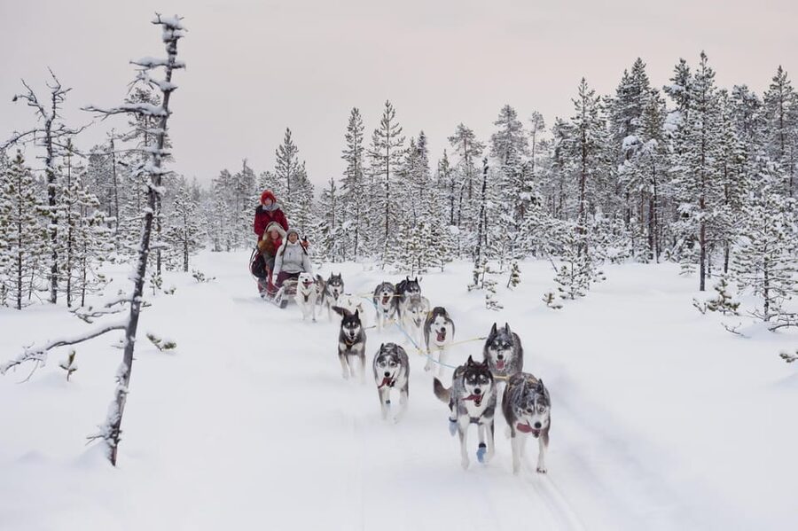Rovaniemi: One Hour Husky Experience - H2: Warming Up in the Heated Hut With Hot Drinks and Cookies