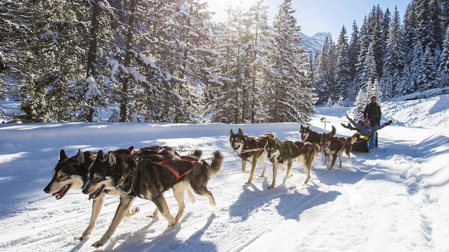Rovaniemi: One Hour Husky Experience - H2: Learning About Husky Life in Lapland (Training, Care, and Real Work)