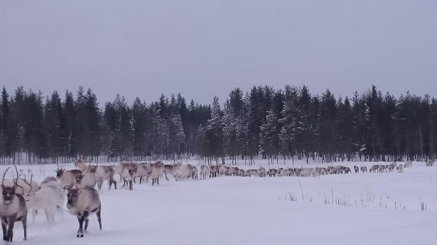 Rovaniemi: Private Reindeer Farm Visit and Walk-Along - Key highlights to know before you go