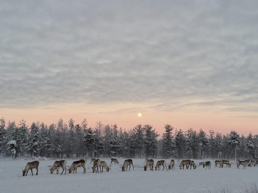 Rovaniemi: Private Reindeer Farm Visit and Walk-Along - Unarin-Luusua: the road trip that makes it feel off the main trail