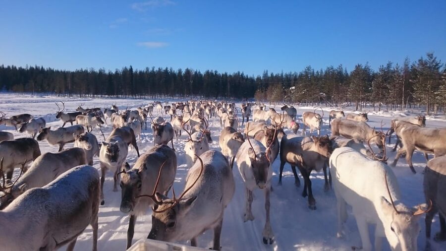 Rovaniemi: Private Reindeer Farm Visit and Walk-Along - Snowmobile-pulled sledge: the ride that turns feeding into motion