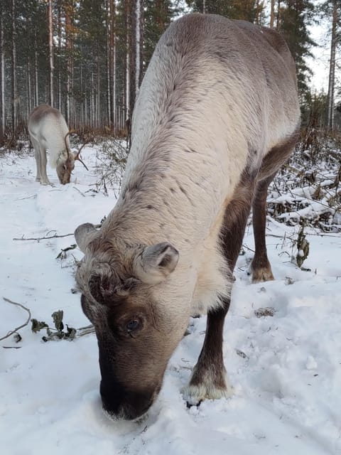 Rovaniemi: Private Reindeer Farm Visit and Walk-Along - Forest walk with the young sledge reindeer: calmer, closer, and more personal