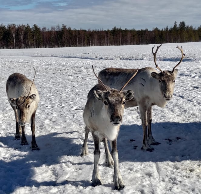 Rovaniemi: Private Reindeer Farm Visit and Walk-Along - Campfire in a kota tent: hot berry juice, s’mores, and real Lapland comfort