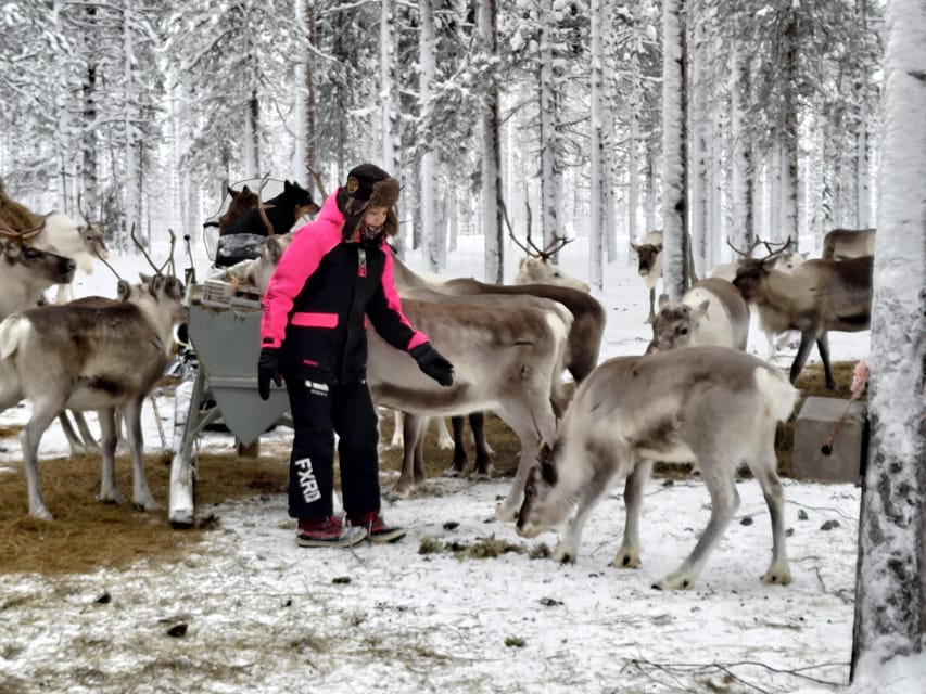 Rovaniemi: Private Reindeer Farm Visit and Walk-Along - Lasso practice: the fun skill part that makes it memorable