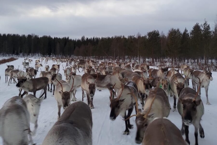 Rovaniemi: Private Reindeer Farm Visit and Walk-Along - Janne and Dorothee’s approach: warmth, calm, and less commercial feel