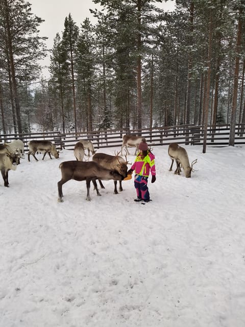 Rovaniemi: Private Reindeer Farm Visit and Walk-Along - What to wear (so you enjoy it, not just survive it)