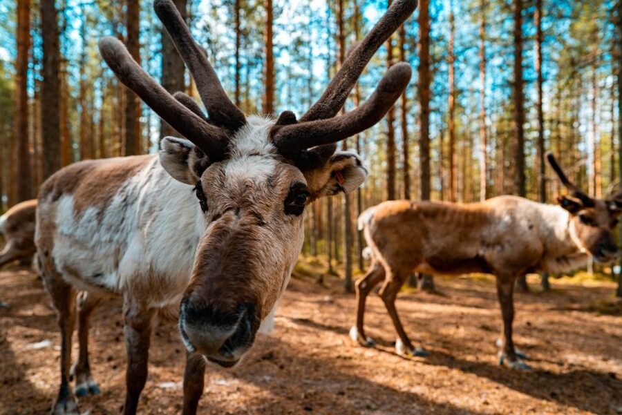 Rovaniemi: Quad Bike Safari, Reindeer & Husky Farm Visit - The Lapland forest route: what makes this ride different