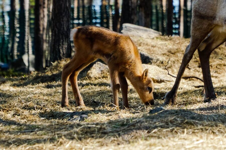 Rovaniemi: Quad Bike Safari, Reindeer & Husky Farm Visit - Should you book the quad bike, reindeer and husky farm visit?