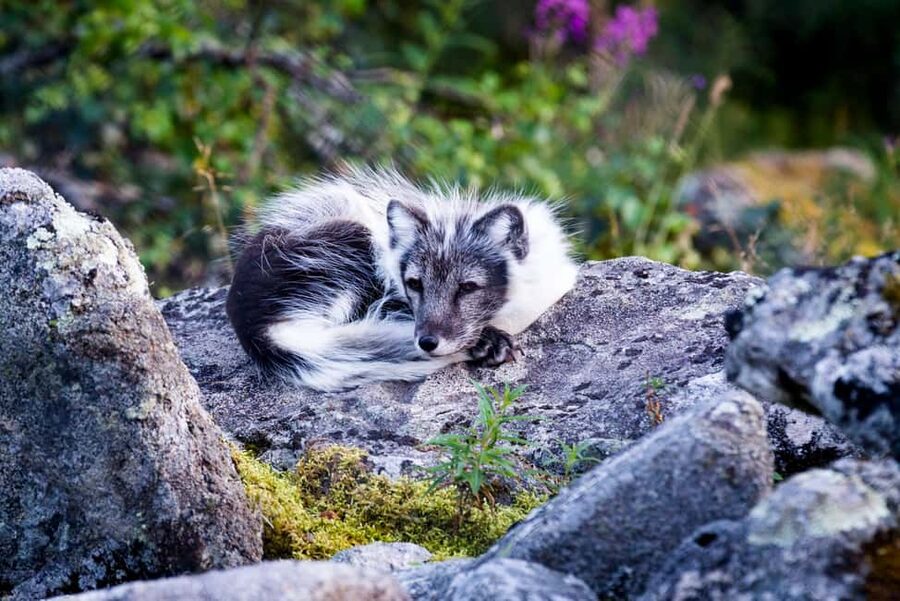 Rovaniemi: Ranua Wildlife Park Private Day Trip - FAQ
