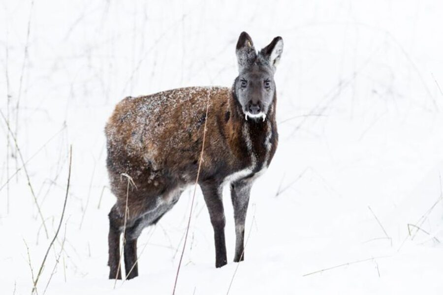 Rovaniemi: Ranua Zoo Entry Ticket w/ Walking Tour and Lunch - Key things to know before you go