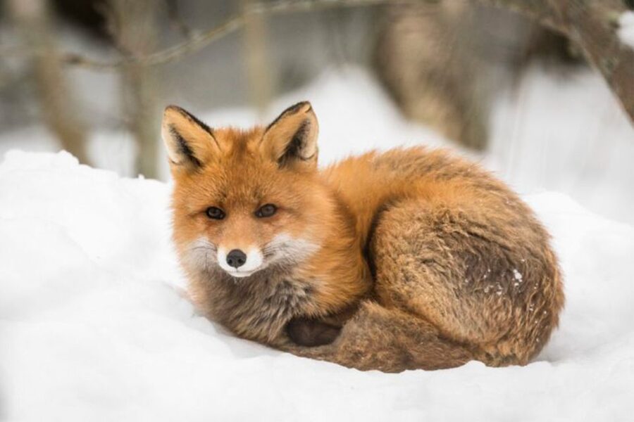 Rovaniemi: Ranua Zoo Entry Ticket w/ Walking Tour and Lunch - Best for whom: who should book this Ranua Zoo ticket