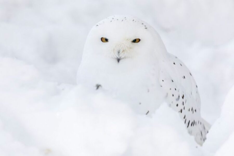 Rovaniemi: Ranua Zoo Entry Ticket w/ Walking Tour and Lunch - Ranua Zoo, the easy Arctic day from Rovaniemi