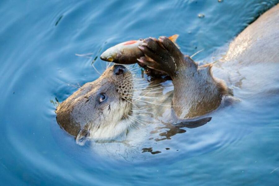 Rovaniemi: Ranua Zoo Entry Ticket w/ Walking Tour and Lunch - Transfers from your hotel: the comfort factor in Lapland