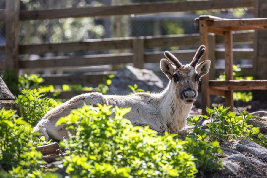 Rovaniemi: Ranua Zoo Entry Ticket w/ Walking Tour and Lunch - Getting oriented at the zoo: where to spend your 1.5 hours