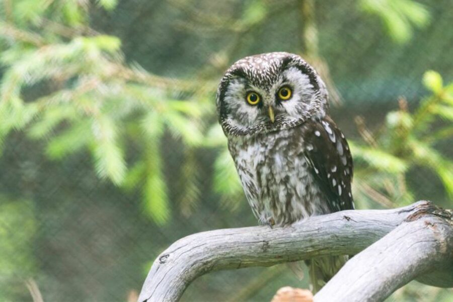 Rovaniemi: Ranua Zoo Entry Ticket w/ Walking Tour and Lunch - Wildlife in the cold: why this zoo feels different