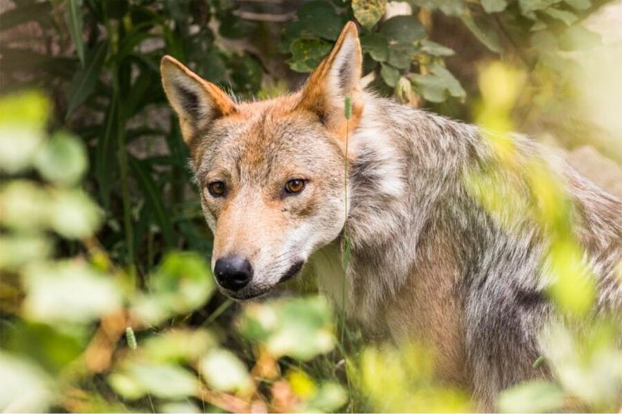 Rovaniemi: Ranua Zoo Entry Ticket w/ Walking Tour and Lunch - Lunch at the zoo: warm food without leaving the grounds