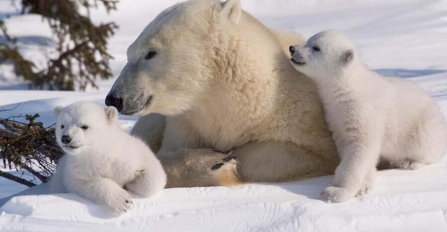 Rovaniemi: Ranua Zoo Visit with Lunch - Ranua Zoo: Why this Arctic zoo makes sense as a day trip