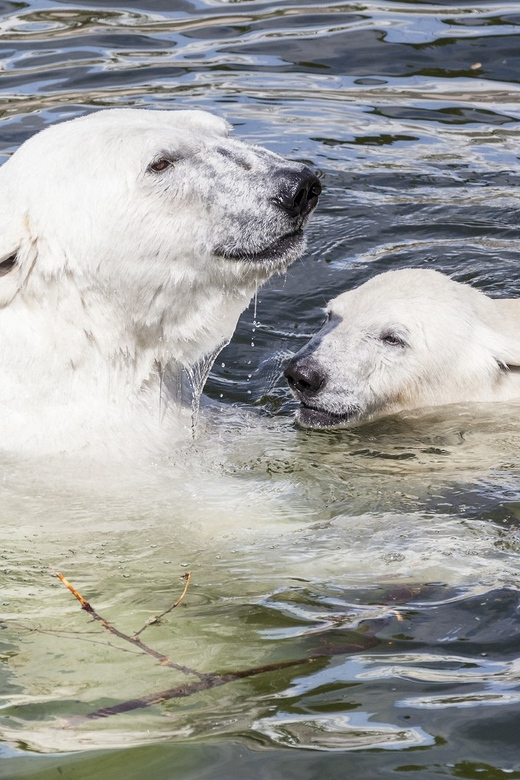 Rovaniemi: Ranua Zoo Visit with Lunch - Ounasvaara hike: a short stretch with big payoff views