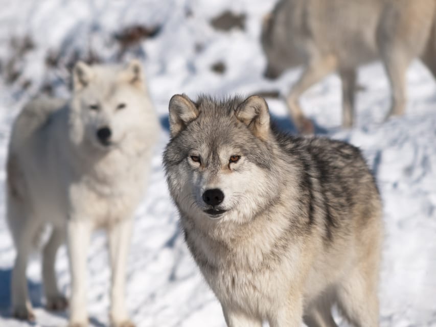 Rovaniemi: Ranua Zoo Visit with Lunch - Lappish lunch buffet: the kind of meal that keeps you happy in the cold