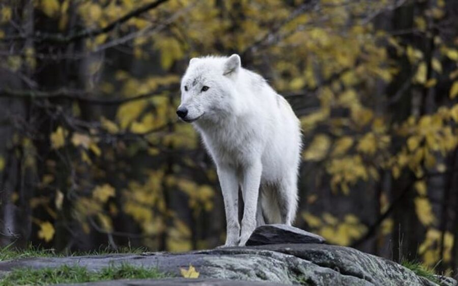 Rovaniemi: Ranua Zoo Visit with Lunch - Price and value for a 6.5 hour Arctic day