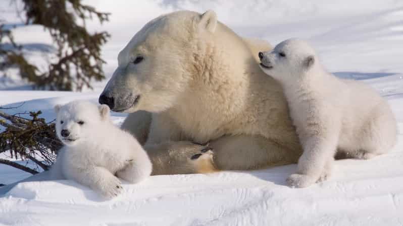 Rovaniemi: Ranua Zoo Visit with Lunch - Hotel pickup and the ride to Ranua: the comfort part you will feel immediately