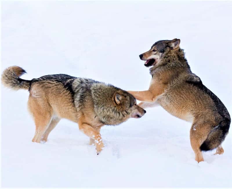 Rovaniemi: Ranua Zoo Wildlife Park Tour with hotel pickup - Key highlights that matter in real life