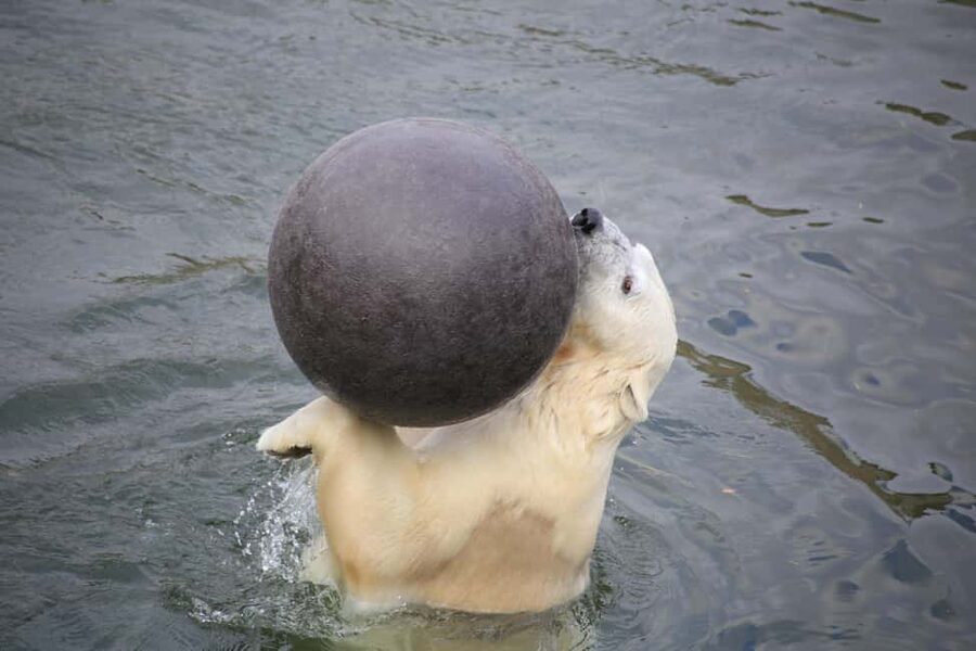 Rovaniemi: Ranua Zoo Wildlife Park Tour with hotel pickup - Why the hotel pickup makes Ranua feel easy
