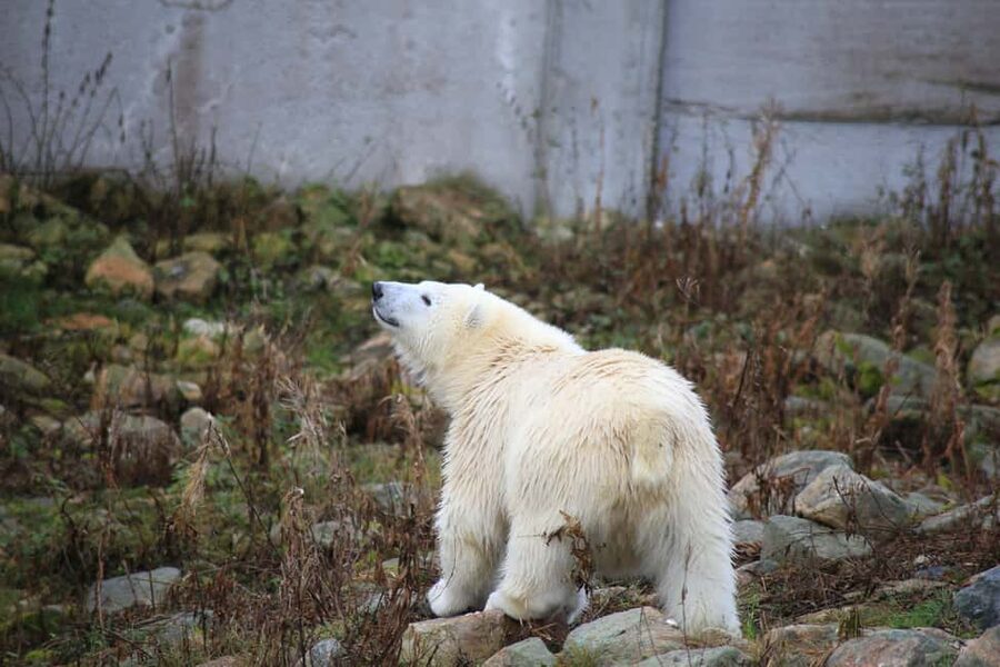 Rovaniemi: Ranua Zoo Wildlife Park Tour with hotel pickup - Arriving at Ranua Zoo: tickets, tips, and a guided start