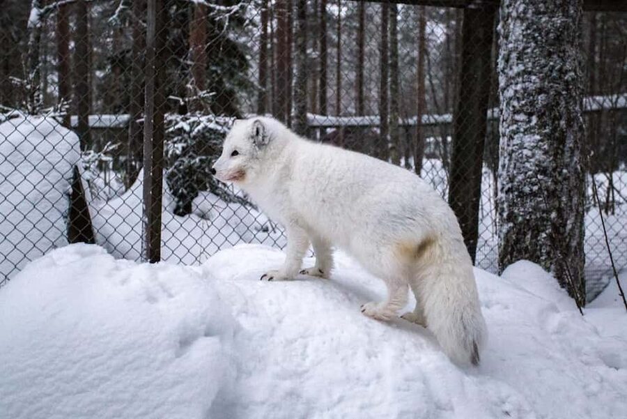 Rovaniemi: Ranua Zoo Wildlife Park Tour with hotel pickup - Photo stops and free time: what you should do with it