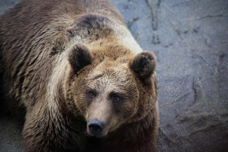 Rovaniemi: Ranua Zoo Wildlife Park Tour with hotel pickup - The 50-minute drive to Ranua: slow down and look ahead