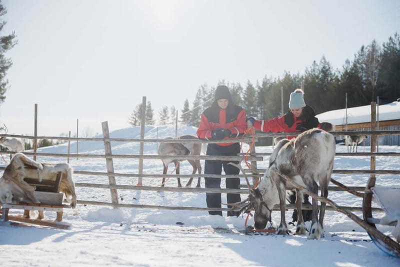 Rovaniemi: Reindeer Experience with Sleigh Ride - Key Things to Know Before You Go